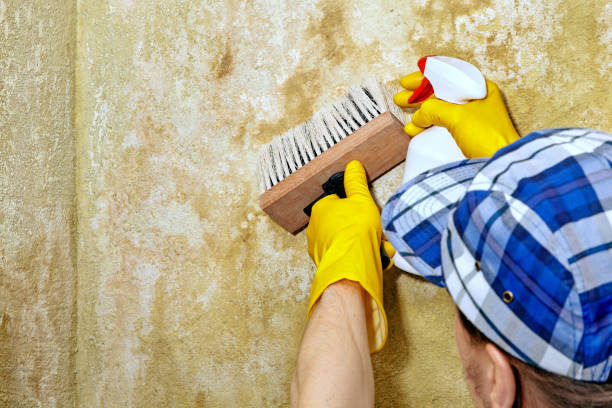 Forensic Mold Investigation in Harrison, MI