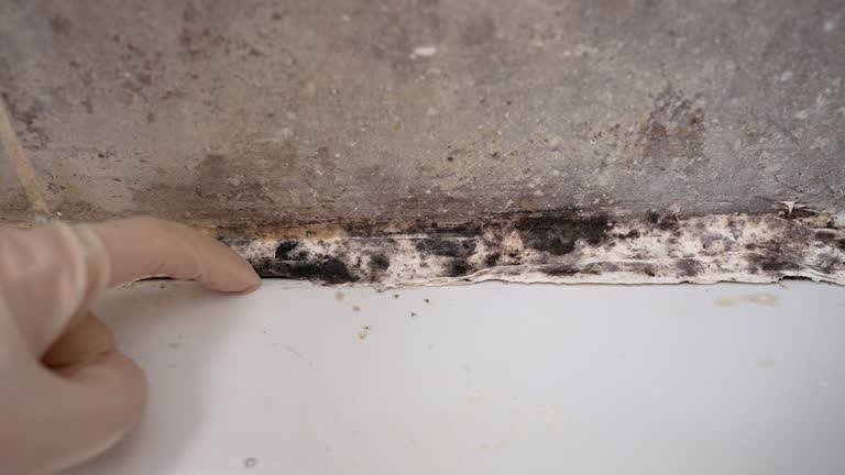 Harrison, MI Mold Removal Company